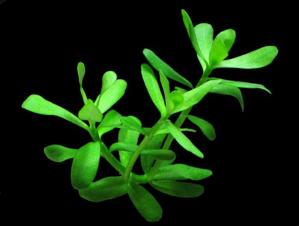 Хедиотис (Hedyotis salzmannii). Прекрасное, медленно растущее растение для небол. . фото 4