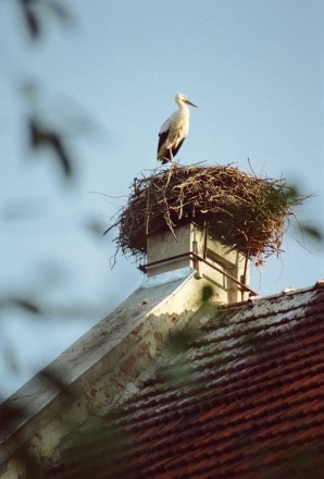 Открытка с гнездом аиста на крыше дает такую необходимую нам надежду, новая весн. . фото 2