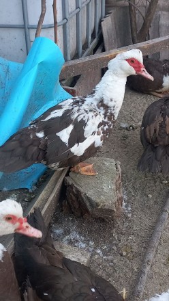 Мускусные утки, (индоутка)
Взрослые утки и селезни, готовые уже нести яйца. Цен. . фото 7