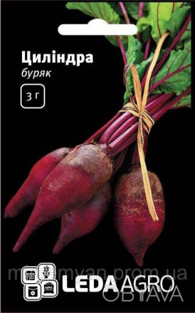 Семена свеклы столовой "Цилиндра" 3 г. 
Среднепоздний, урожайный сорт. До технич. . фото 1