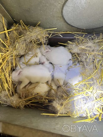 Продають кролі породи біла термонська,вік 2 місяці є самки і самці,вага 2.2,2.5