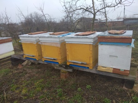 Продам 50 бджолосімей порода бджіл Карніка. Всі матки F1 (перше покоління від чи. . фото 10