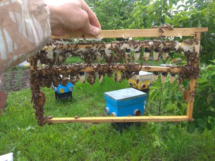 Продам 50 бджолосімей порода бджіл Карніка. Всі матки F1 (перше покоління від чи. . фото 8