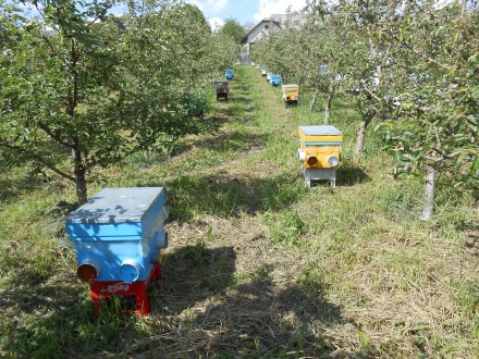 Продам 50 бджолосімей порода бджіл Карніка. Всі матки F1 (перше покоління від чи. . фото 9