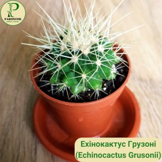 Кактус. Ехінокактус. Міртилокактус. Маммілярія. Ехінопсис. Тефрокактус.. Киев. фото 1 Кактус. Ехінокактус. Міртилокактус. Маммілярія. Ехінопсис. Тефрокактус.. Киев. фото 1
