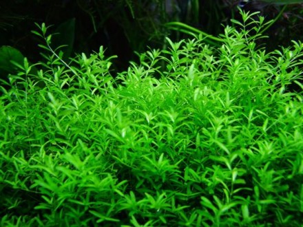 Продам аквариумные растения
Хемиантус микрантемоидес (Hemianthus micranthemoide. . фото 4