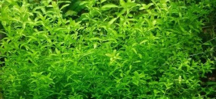 Продам аквариумные растения
Хемиантус микрантемоидес (Hemianthus micranthemoide. . фото 3
