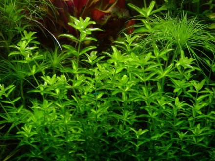 Продам аквариумные растения
Хемиантус микрантемоидес (Hemianthus micranthemoide. . фото 2