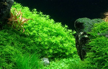 Продам аквариумные растения
Хемиантус микрантемоидес (Hemianthus micranthemoide. . фото 8