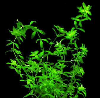 Продам аквариумные растения
Хемиантус микрантемоидес (Hemianthus micranthemoide. . фото 9