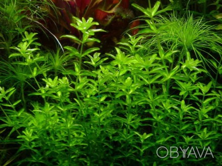 Продам аквариумные растения
Хемиантус микрантемоидес (Hemianthus micranthemoide. . фото 1