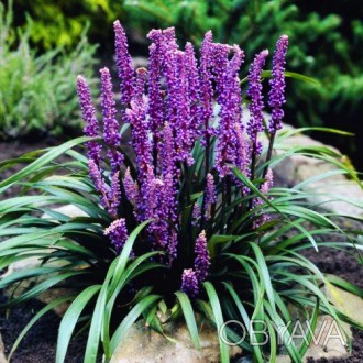 Лириопе мускари Роял Блю / Liriope muscari Royal Blue