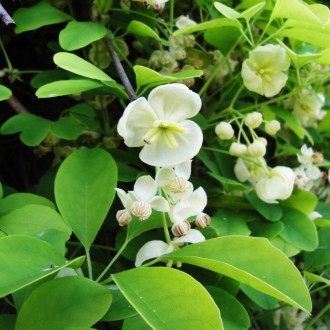 Акебия пятилистая Альба / Akebia quinata Alba
Сильнорослая лиана с полувечнозеле. . фото 7