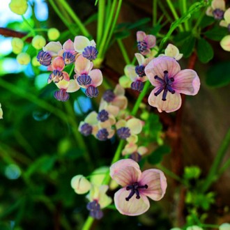 Акебия пятилистая Альба / Akebia quinata Alba
Сильнорослая лиана с полувечнозеле. . фото 3