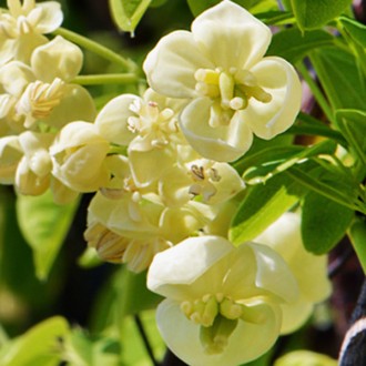 Акебия пятилистая Альба / Akebia quinata Alba
Сильнорослая лиана с полувечнозеле. . фото 4