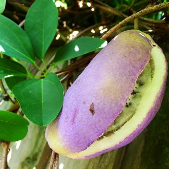 Акебия пятилистая Альба / Akebia quinata Alba
Сильнорослая лиана с полувечнозеле. . фото 2