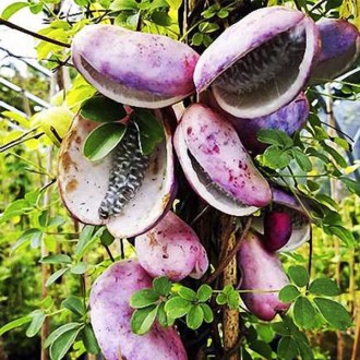 Акебия пятилистая Альба / Akebia quinata Alba
Сильнорослая лиана с полувечнозеле. . фото 6