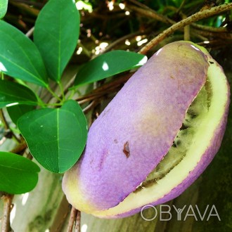 Акебия пятилистая Альба / Akebia quinata Alba
Сильнорослая лиана с полувечнозеле. . фото 1