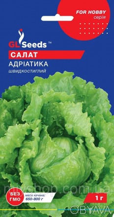 Витаминный хрустящий салат типа Айсберг, особенно популярный в Европе. Раннеспел. . фото 1