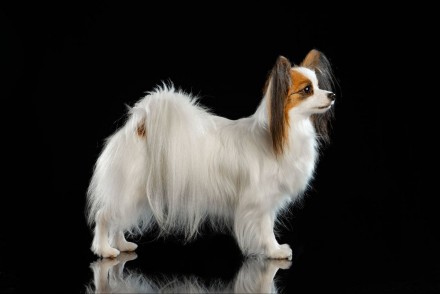 Папильон-удивительная порода собака с потрясающей внешностью и выдающимся интелл. . фото 9