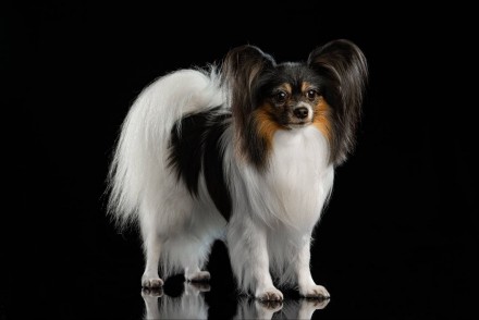 Папильон-удивительная порода собака с потрясающей внешностью и выдающимся интелл. . фото 8