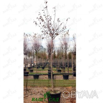 'Prunus eminens "Umbraculifera" - небольшое дерево с правильной шаровидной, очен. . фото 1