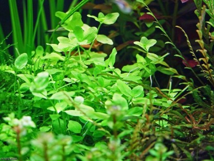 Продам аквариумные растения
Бакопа австралийская   (Bacopa australis) быстрорас. . фото 5