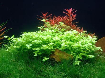 Продам аквариумные растения
Бакопа австралийская   (Bacopa australis) быстрорас. . фото 6