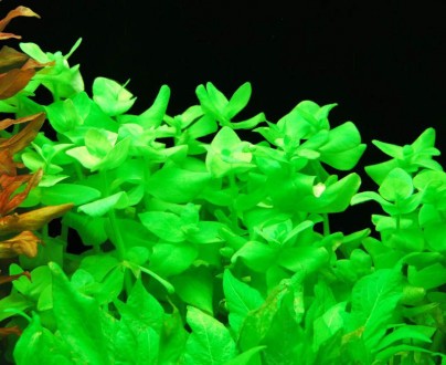 Продам аквариумные растения
Бакопа австралийская   (Bacopa australis) быстрорас. . фото 4