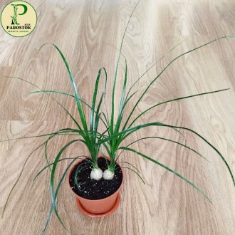 Бокарнея Рекурвата. Ноліна Рекурвата (Beaucarnea Recurvata. Nolina Recurvata).. Київ. фото 1 Бокарнея Рекурвата. Ноліна Рекурвата (Beaucarnea Recurvata. Nolina Recurvata).. Київ. фото 1