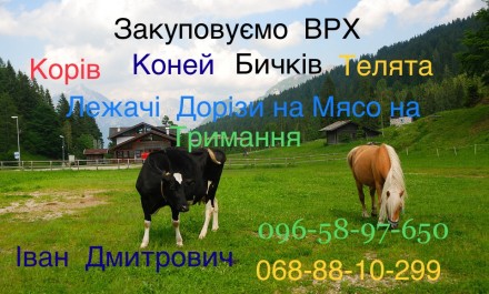 Закуповуємо ВРХ Корови Бичків Коней Телята На м'ясо тримання. Житомир. фото 1 Закуповуємо ВРХ Корови Бичків Коней Телята На м'ясо тримання. Житомир. фото 1