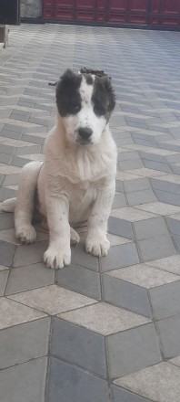 Продам цуциків САО(Алабай). Новоархангельск. фото 1 Продам цуциків САО(Алабай). Новоархангельск. фото 1