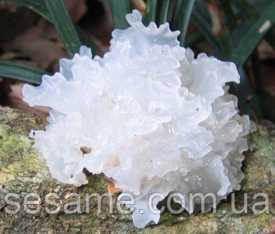 Снежный гриб также известен как грибной гриб , грибы- опухоли (научное название . . фото 6