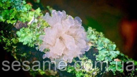Снежный гриб также известен как грибной гриб , грибы- опухоли (научное название . . фото 5