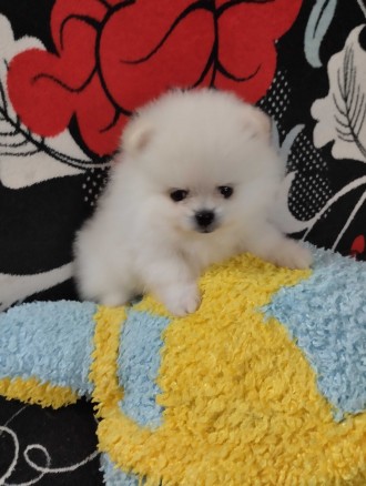 Продам срочно щенка. Звоните 0933897229. Одесса. фото 1 Продам срочно щенка. Звоните 0933897229. Одесса. фото 1