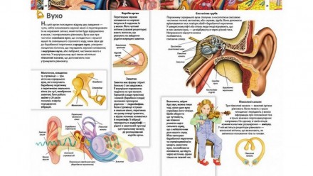 Дитяча енциклопедія ТІЛО ЛЮДИНИ Укр (Пегас) 63240
 
Сотни красочных иллюстраций.. . фото 4