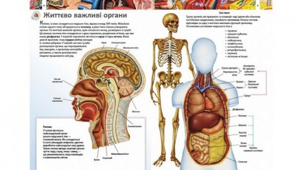 Дитяча енциклопедія ТІЛО ЛЮДИНИ Укр (Пегас) 63240
 
Сотни красочных иллюстраций.. . фото 3