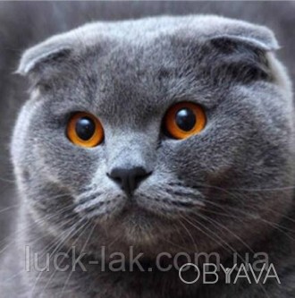 Алмазна вишивка шотландський вишаровий котик
Повна викладка, круглі стрази.
Розм. . фото 1