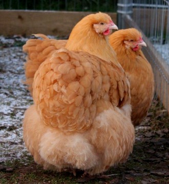 Інкубаційні яйця мясо-яєчної породи курей Орпінгтон палевий.
Кури знаходяться в. . фото 3