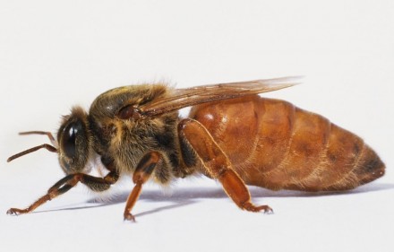 З травня по вересень 2024 року приймаємо замовлення на бджоломаток породи Бакфас. . фото 2
