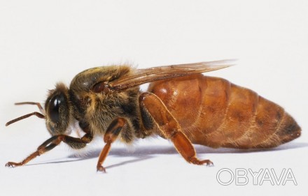 З травня по вересень 2024 року приймаємо замовлення на бджоломаток породи Бакфас. . фото 1