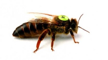 З травня по вересень 2024 року приймаємо замовлення на бджоломаток породи Карнік. . фото 2