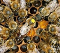 З травня по вересень 2024 року приймаємо замовлення на бджоломаток породи Карнік. . фото 3