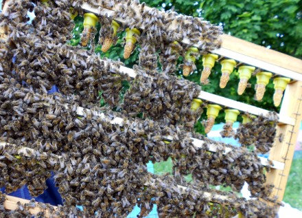 З травня по вересень 2024 року приймаємо замовлення на бджоломаток породи Карнік. . фото 4