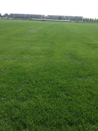 Партерний газон "Super Grass" - еліта, насіннєвий склад:
40% Мятлик луговий сор. . фото 2
