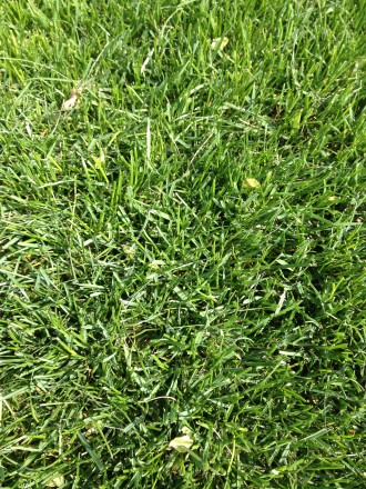 Партерний газон "Super Grass" - еліта, насіннєвий склад:
40% Мятлик луговий сор. . фото 3