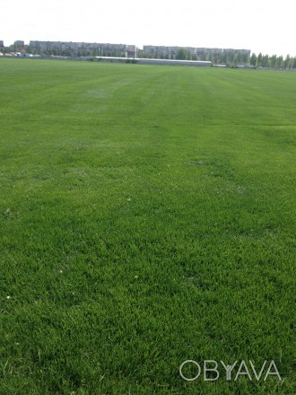 Партерний газон "Super Grass" - еліта, насіннєвий склад:
40% Мятлик луговий сор. . фото 1