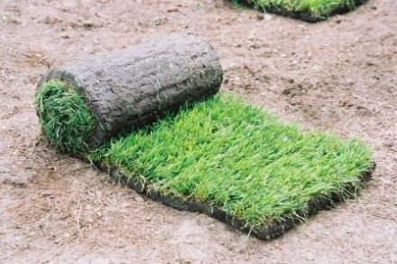 Партерний газон "Super Grass" - еліта, насіннєвий склад:
40% Мятлик л. . фото 2