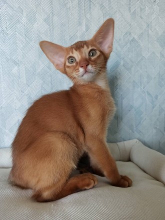 Абіссинське кошеня. Київ. фото 1 Абіссинське кошеня. Київ. фото 1