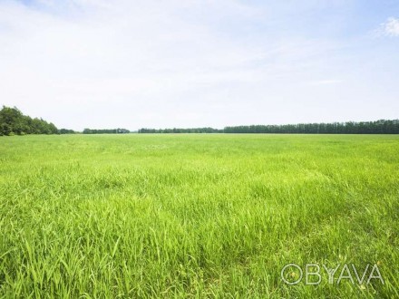 Земельный участок общей площадью 2,7 Га, расположенный по границе села Дачное. 
. . фото 1